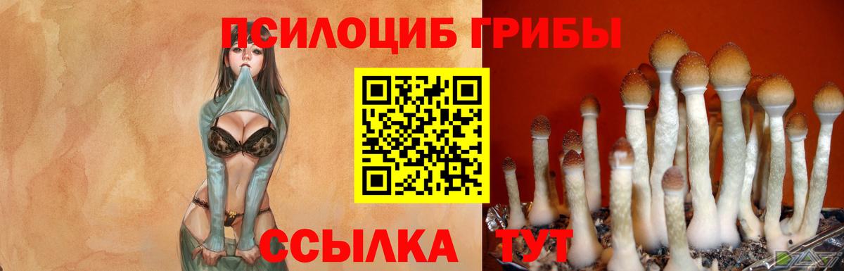 Псилоцибиновые грибы GOLDEN TEACHER Дедовск
